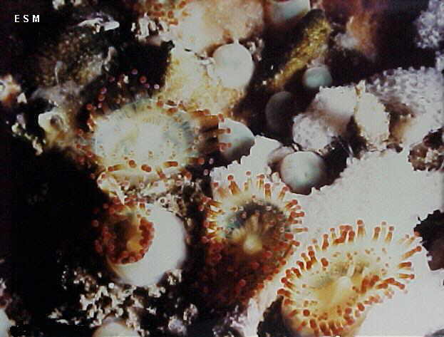 Corynactis viridis blanche